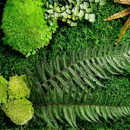 Forest preserved moss texture