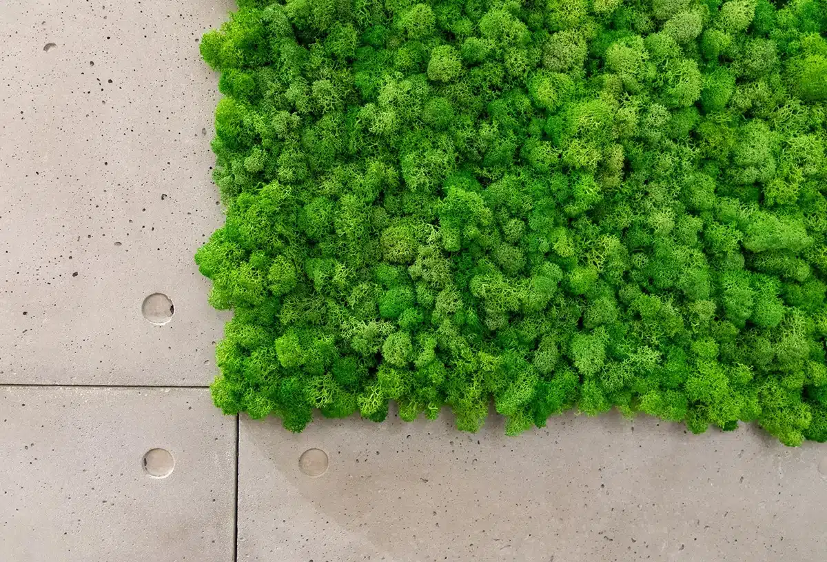 Greenmood_lichen-wall-02