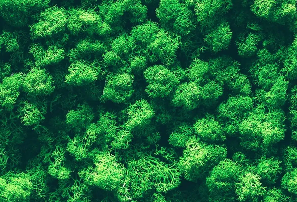 Greenmood_lichen-wall-05