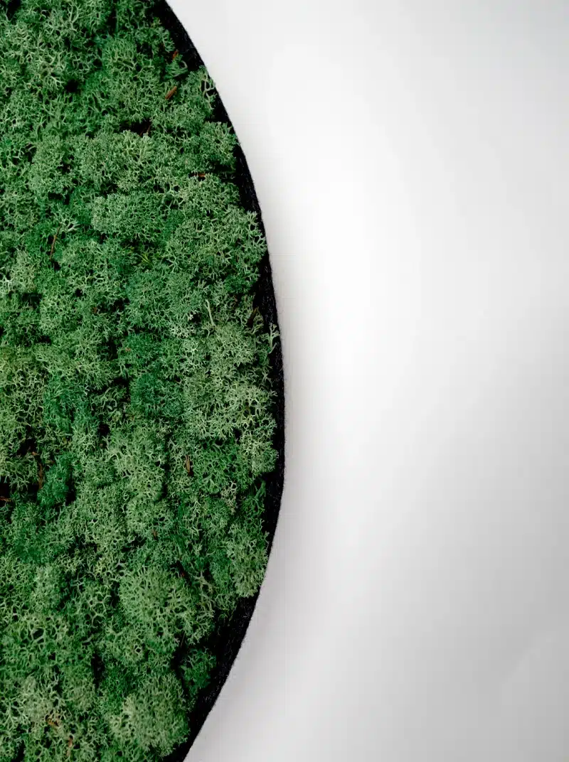 Close-up of green moss circle on white background.