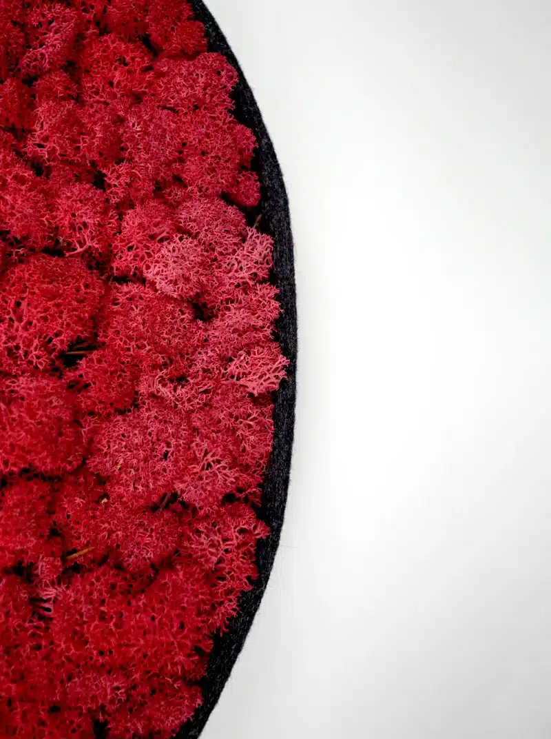 Close-up of red moss on black surface