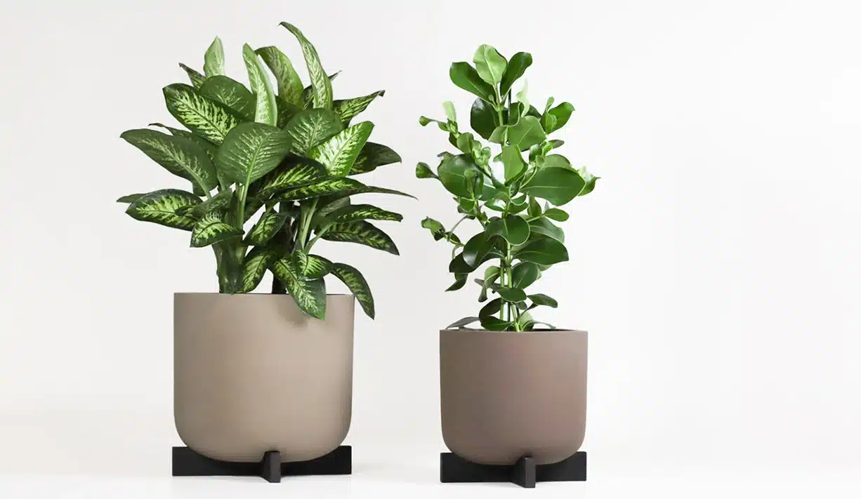 Greenmood_product_Cruz-04