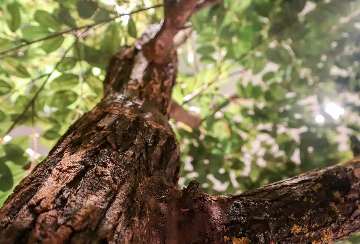 Greenmood_product_trees-01