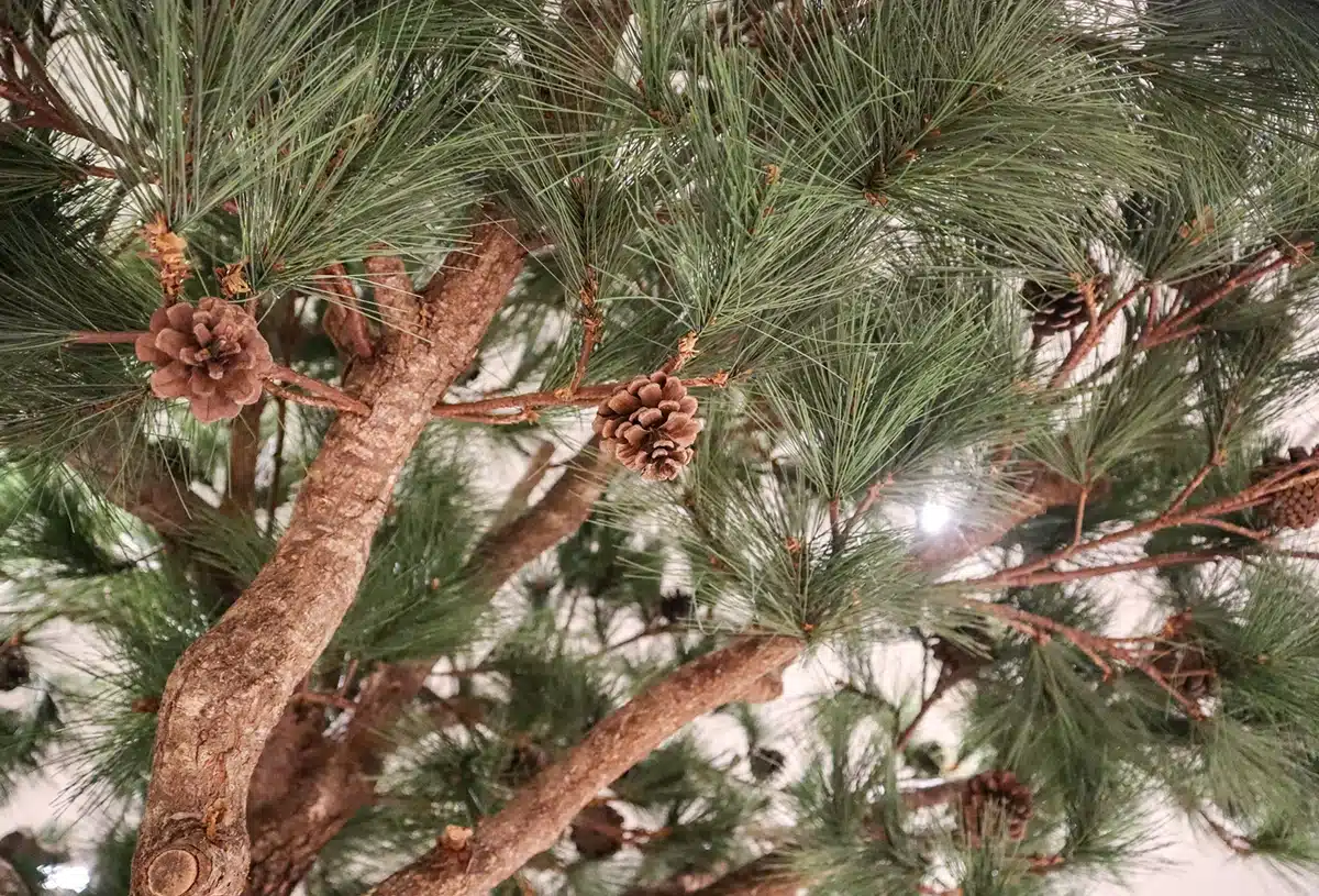 Greenmood_product_trees-03