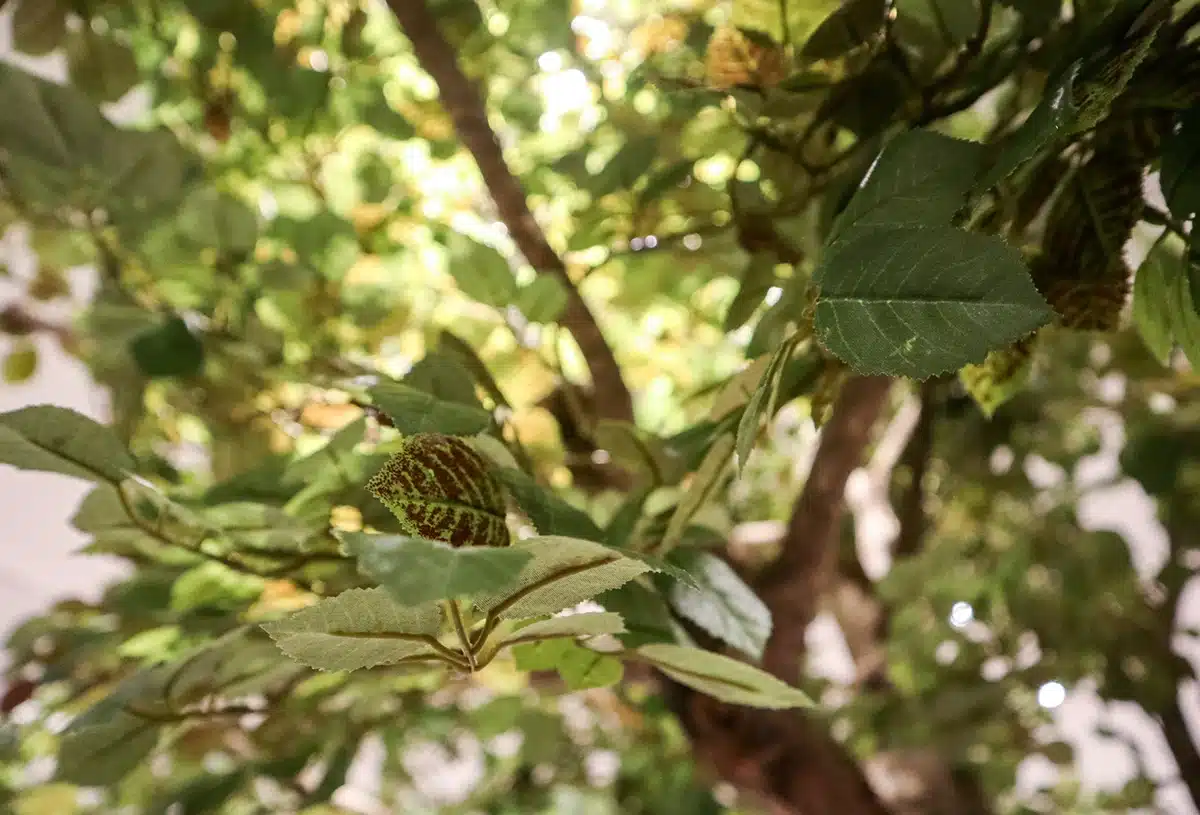 Greenmood_product_trees-04