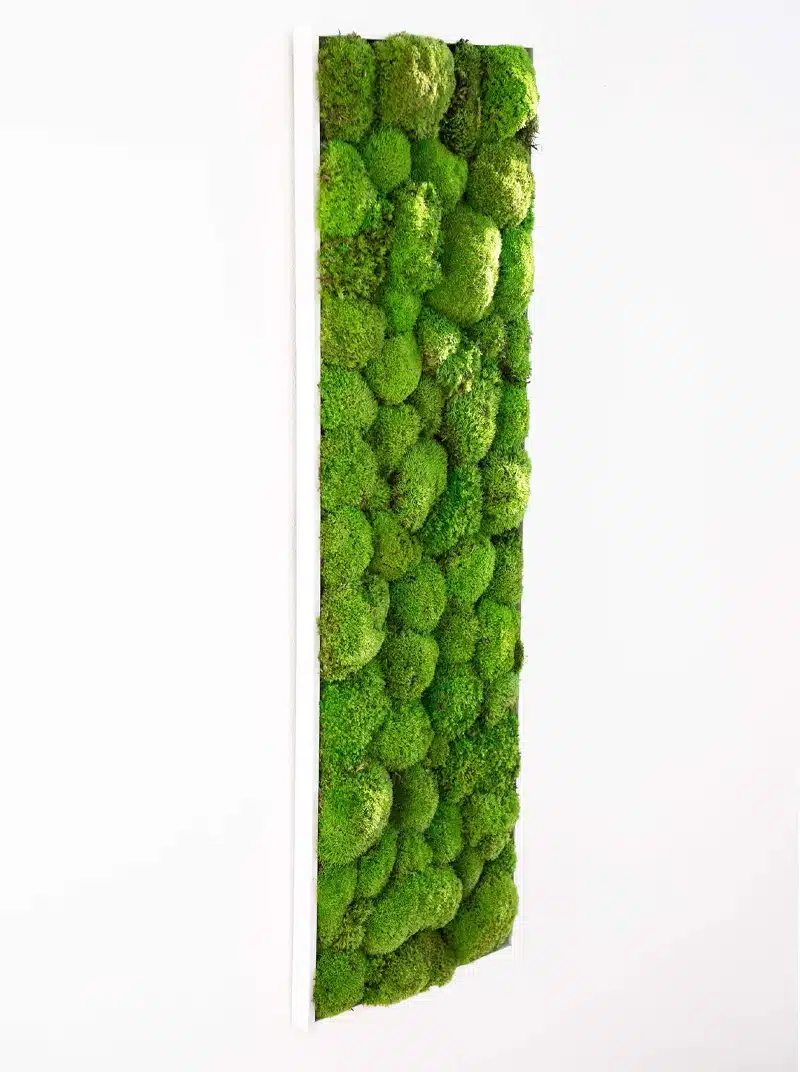 Vertical moss wall decor against white background.
