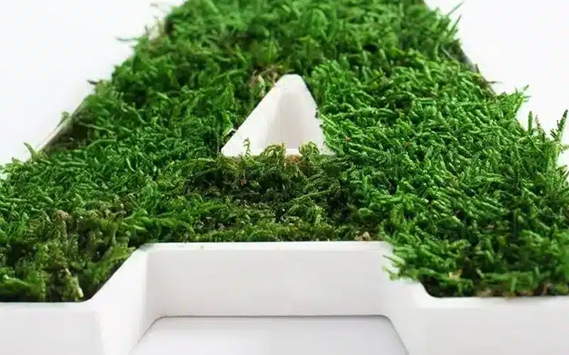 Moss-covered letter A in white frame