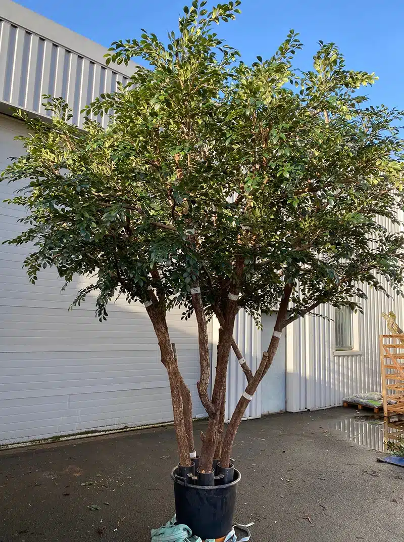 Potted tree outside industrial building