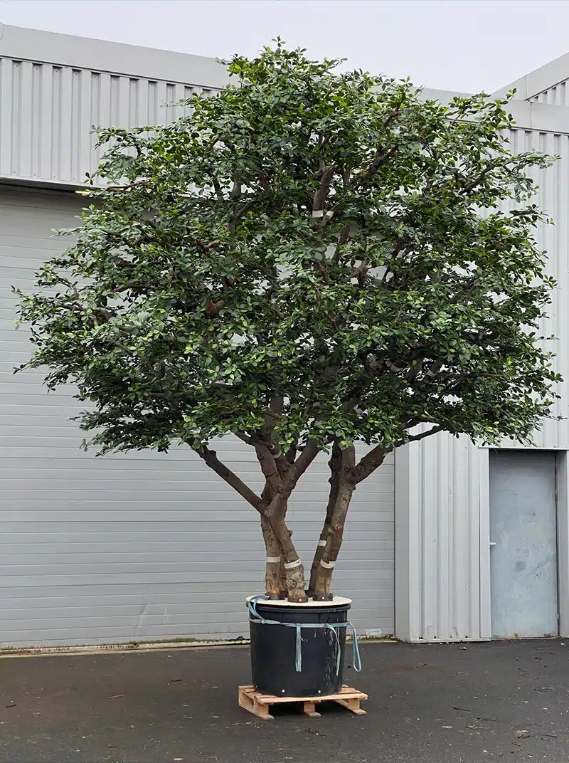 Large potted tree outside industrial building.
